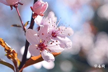 地支桃花|十二地支桃花位详解,沐浴桃花是什么意思